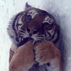 Виктор Сай, 20.03.1901, Москва