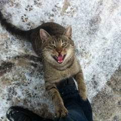 Алекс Кот, 18.06, Киев