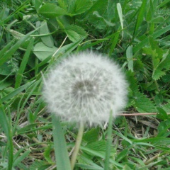 Самед Муталибов, 27.05.1987, Одесса