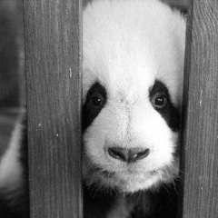 Магомед Ханахмедов, 23.05.1995, Дербент