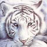 Самуил Семенов, Тасагар