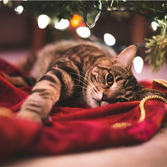 Андрей Заброцкий, 20.02.1999, Бердянск