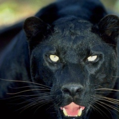 Аман Исабаев, 14.07.1988, Москва