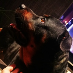 Гок Геворгян, 03.01, Ереван