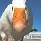 Гуся Ивановна, 16.07.1980, Москва