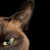 Ольга Кутузова, Москва