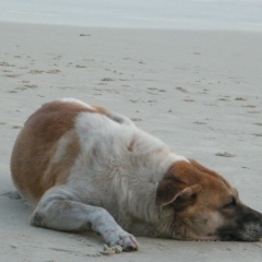 Дмитрий Сидоренко, 10.02.1981, Алматы