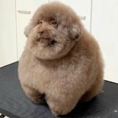 Ivan Khokhlov, 07.12