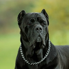 Елена Стецко, 05.12, Санкт-Петербург