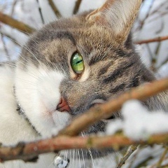 Просто Игрок, 13.01.1986, Санкт-Петербург