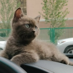 Аспан Дияр, 04.09, Астана
