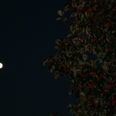 Айнура Оспанбаева, 16.03, Павлодар