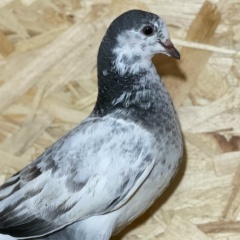 Ерлан Утетлеуов, 07.05, Актау