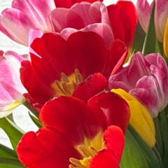 Светлана Светлана, Нефтеюганск