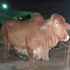 Suleman Nadeem, 06.02.2003