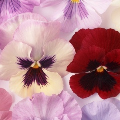 Баярма Иванова, 03.12