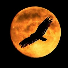 Назир Юсупов, 08.06, Худжанд