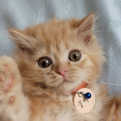 Надюшка Цой, 24.10, Ansan