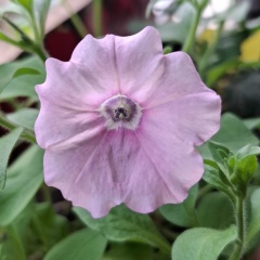 Анна Кузнецова, 13.10, Шенкурск