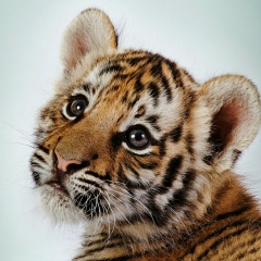 Ольга Антонова, Москва