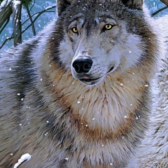 Анар Джафаров, 10.03.1987, Тюмень