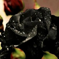 Роза Мухамедиева, 26.01, Алматы