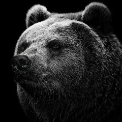 Нотна Никдолок, Москва