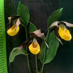 Ольга Зотьева, 02.07, Ярославль