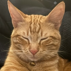 Elena Dmitrieva, 08.06, Providence