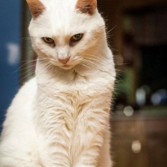 Акбота Альмухамбетова, 29.01.1994, Алматы