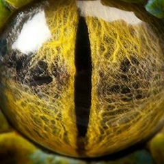 Анютик Лютик, 30.09