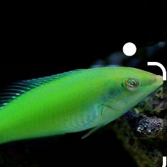 Со Алиева, 15.06.1989