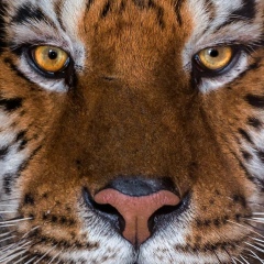 Владислав Яблонский