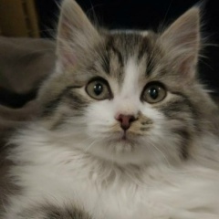 Иса Джабраилов, Москва