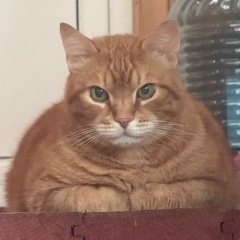 Оми Гноми, 10.05, Москва