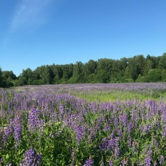 Настя Логунова