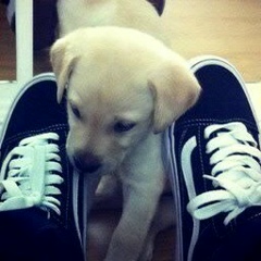 Руслан Лэмпардс, 20.07.1993, London