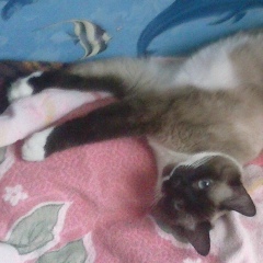 Светлана Бочарова, Видное