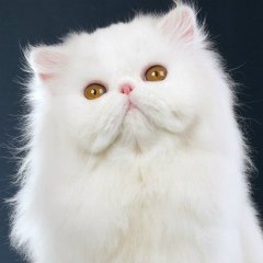 Дамира Даирбекова, 09.07, Семей