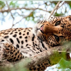Ангелина Вахитова, 18.12