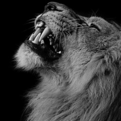 Rustam Dzhandetov, Тараз