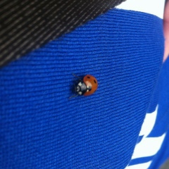 Захар Безрученко, Санкт-Петербург