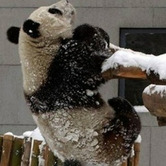 Елена Дзадра, 24.12.1977, Самара