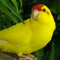 Попугай Новозеландский, 06.06.1999