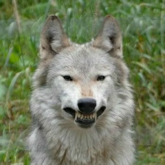 Тимур Громов, 06.05, Санкт-Петербург