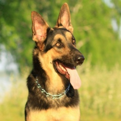 Константин Ферт