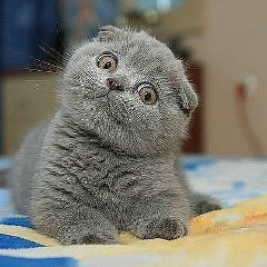 Линда Махцаева, 12.02.2001, Гудермес