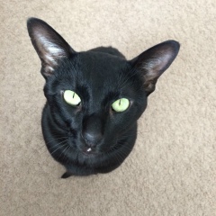 Диана Козокина, 01.11, Казань