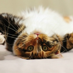 Евгения Романова, 28.09, Владимир