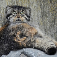 Эльбек Гафуров, 11.02